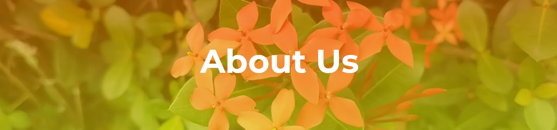 About Us Banner